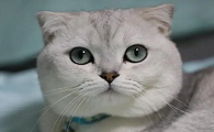 月姬公主猫是什么猫