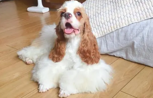 美国常见本土犬种 美国常见本土犬种