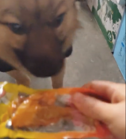 狗狗自己会带钱去小店买东西,还知道一手交钱一手交货,成精了吧 狗狗自己会带钱去小店买东西,还知道一手交钱一手交货,成精了吧