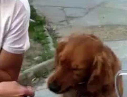 金毛是真的馋,路过烧烤摊就赖着不走了,厚着脸皮去蹭吃蹭喝 金毛是真的馋,路过烧烤摊就赖着不走了,厚着脸皮去蹭吃蹭喝