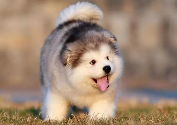 美国大型犬品种 美国大型犬品种