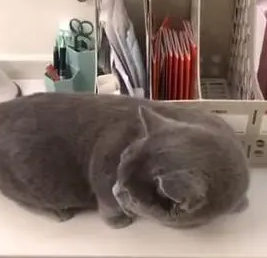 猫咪一去医院就怂,把自己缩成一个团藏进资料架,小背影萌化了 猫咪一去医院就怂,把自己缩成一个团藏进资料架,小背影萌化了