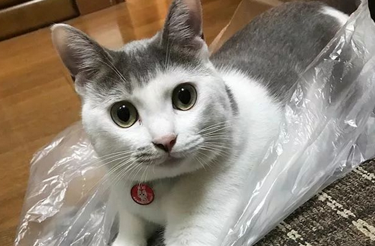 最近很火的魔性猫咪是什么