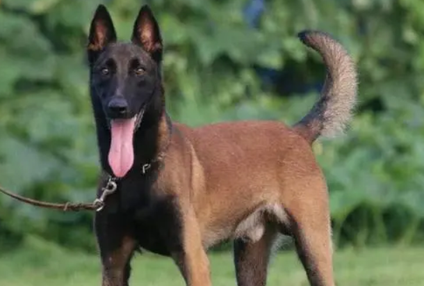 马犬和昆明犬谁更护主