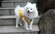 尖嘴像狐狸的小型犬