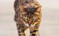 和老虎花纹一样的猫