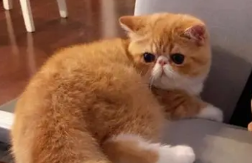 加菲猫可以说成咖啡猫吗 加菲猫可以说成咖啡猫吗