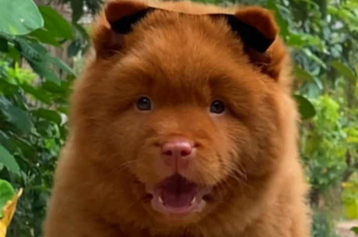 五红犬的缺点和危害