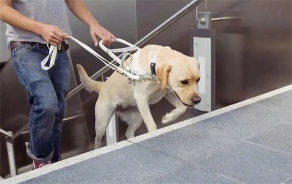 导盲犬退休后怎么处理