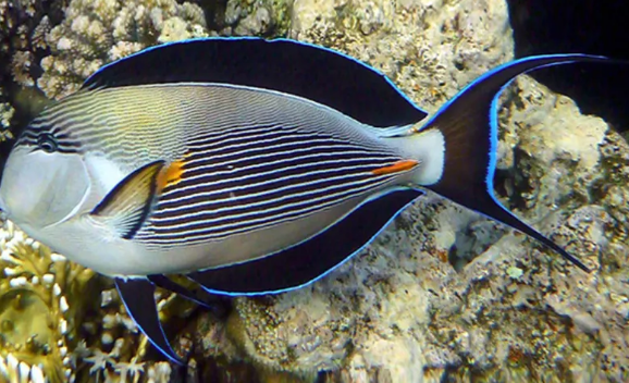 红海骑士吊