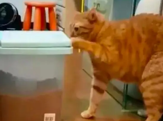 昨天才被卡住的橘猫今天就忘记了教训,能长这么胖真的是有原因的 昨天才被卡住的橘猫今天就忘记了教训,能长这么胖真的是有原因的