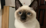 辑巴猫是暹罗猫吗