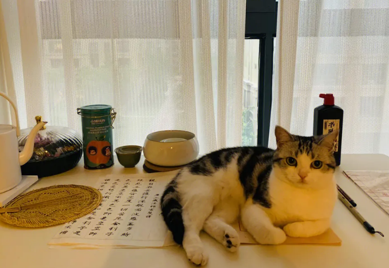 写猫的古诗唯美 写猫的古诗唯美