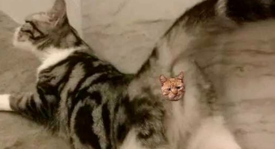 猫猫生理期性知识全知道