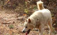 日本国犬是丰山犬吗