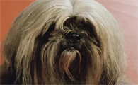 拉萨犬犬种标准能长多大