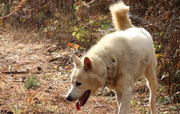 日本国犬是丰山犬吗