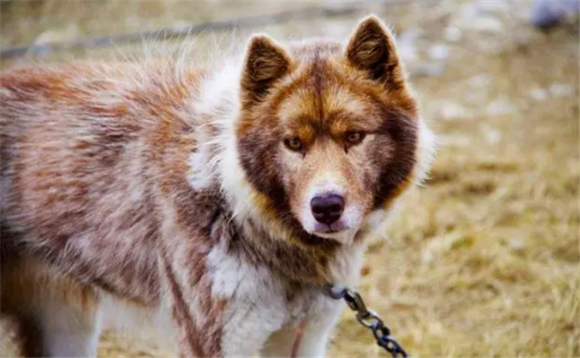 北因努伊特犬可以养吗?