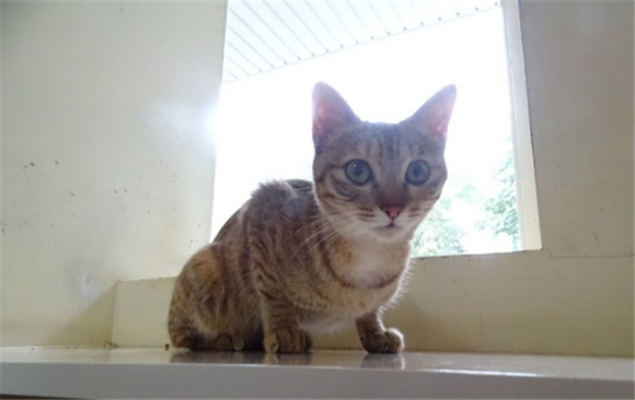 在民宅养猫犯法吗