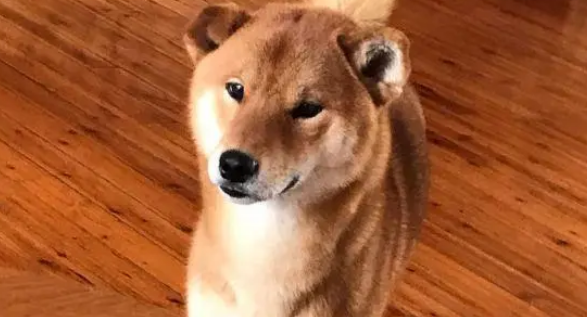 柴犬陪主人跑了趟长途,结果就得到这么个玩意,狗:不满意 柴犬陪主人跑了趟长途,结果就得到这么个玩意,狗:不满意