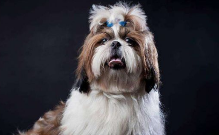观赏犬是什么意思