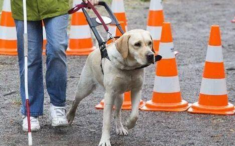 导盲犬是不是眼睛瞎的