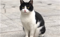 几把猫是什么品种的猫