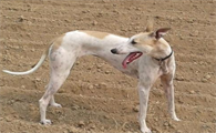 虎皮细犬图片大全大图