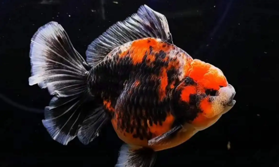 泰狮金鱼喂上浮还是下沉饲料