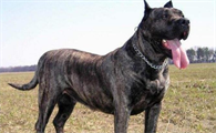 内蒙古本地狗世界第一猛犬