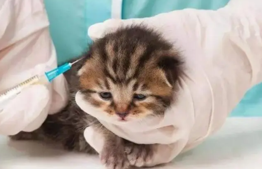 猫疫苗预防哪些病