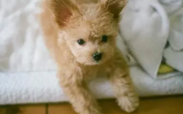 米克斯犬价格多少元一只