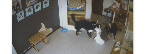 伯恩山犬听电话传神秘声音发狂,主人被推倒狂踏,原来是... 伯恩山犬听电话传神秘声音发狂,主人被推倒狂踏,原来是...