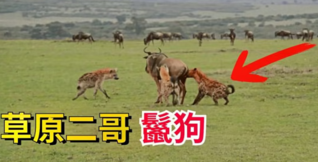 草原二哥狗最怕谁 草原二哥狗最怕谁
