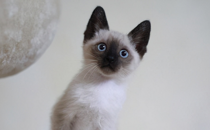 东南亚的猫是什么品种 东南亚的猫是什么品种