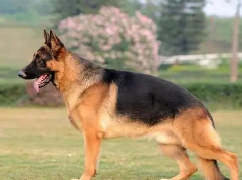 适合城市家养的中型护卫犬 适合城市家养的中型护卫犬
