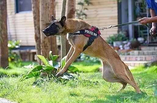 马犬:名副其实的弹跳王,不接受任何反驳! 马犬:名副其实的弹跳王,不接受任何反驳!