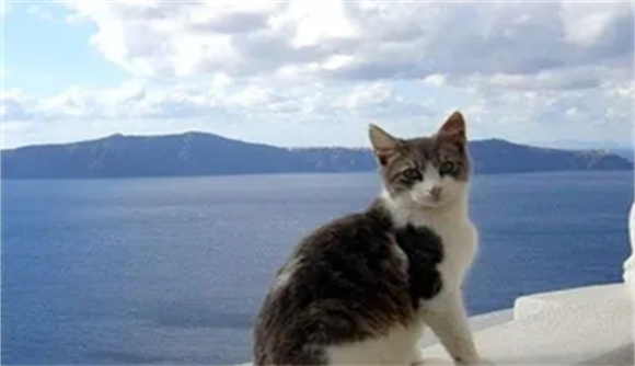 爱琴猫学名叫什么 爱琴猫学名叫什么