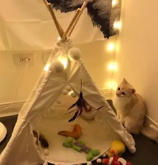 家里跑进一只流浪猫,带去做检查,兽医:养了吧,好心有好报 家里跑进一只流浪猫,带去做检查,兽医:养了吧,好心有好报