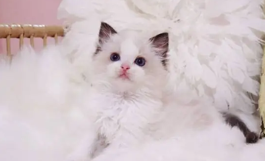 猫中的公主是什么猫