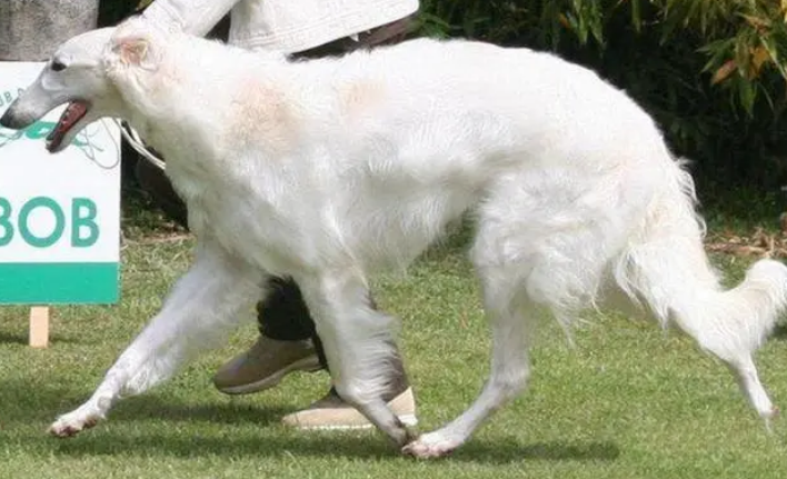 波索尔犬有金色的吗 波索尔犬有金色的吗