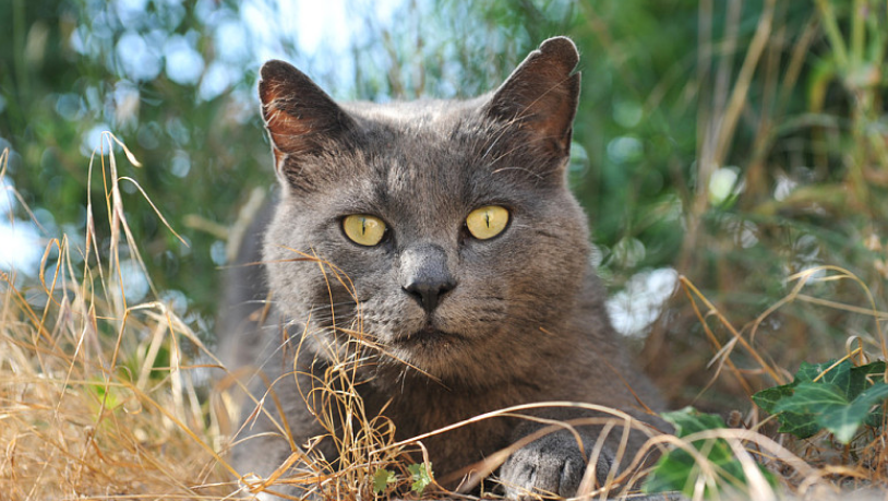 卡尔特猫会发腮吗