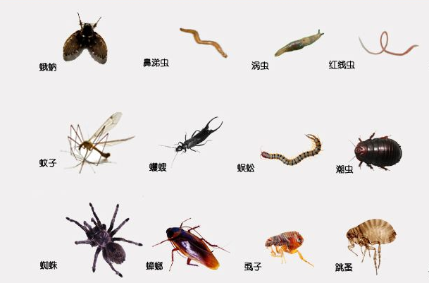 家中常见飞虫图谱