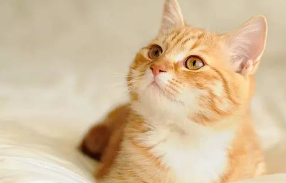 猫咪这6种表现说明你养得好！