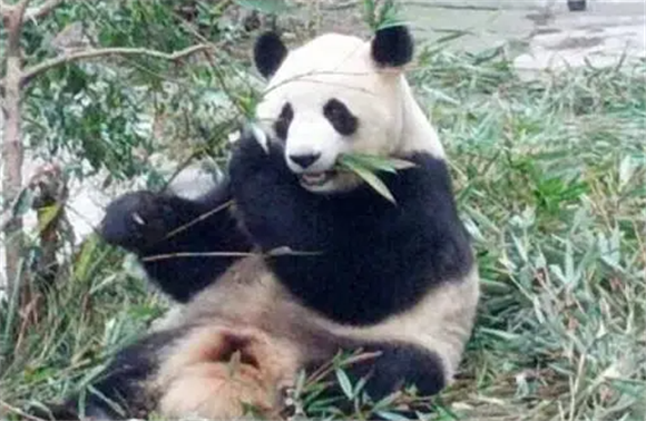 国际熊猫日:保护国宝,我们一起行动|10月27日 国际熊猫日:保护国宝,我们一起行动|10月27日