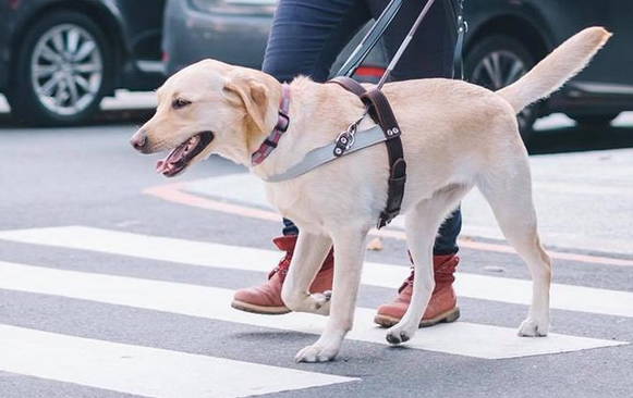 导盲犬为什么那么少