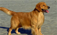 退役导盲犬领养条件