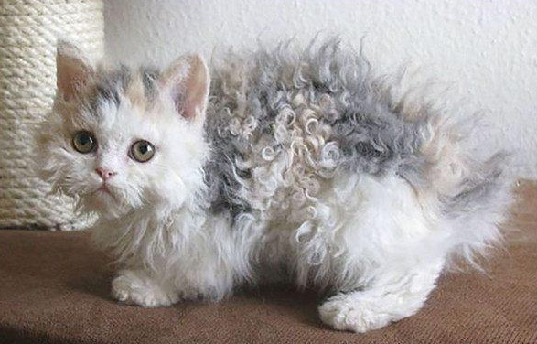 塞凯卷毛猫优缺点 塞凯卷毛猫优缺点