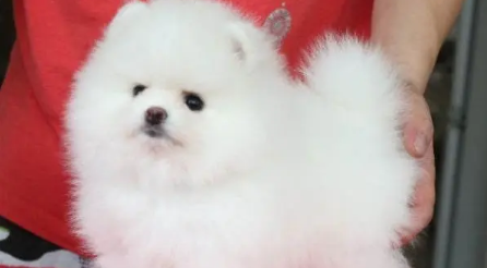 绣球狗长什么样子