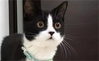 寄吧猫是什么猫